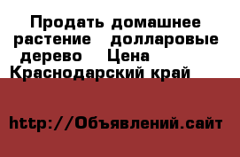 Продать домашнее растение “ долларовые дерево“ › Цена ­ 1 000 - Краснодарский край  »    